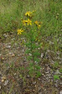 <i>Hypericum perforatum</i>
