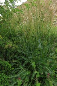<i>Rumex thyrsiflorus</i>