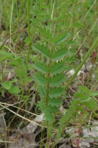 <i>Poterium sanguisorba</i>