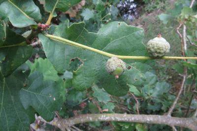 <i>Quercus robur</i>