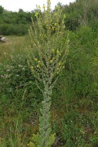 <i>Verbascum pulverulentum</i>