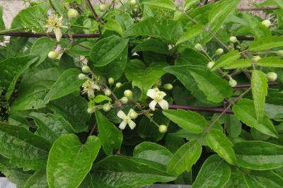 <i>Clematis vitalba</i>