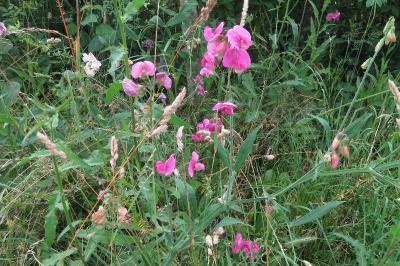 <i>Lathyrus latifolius</i>