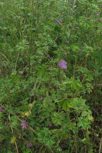 <i>Malva sylvestris</i>