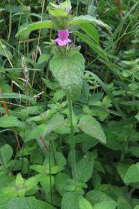 <i>Clinopodium vulgare</i>