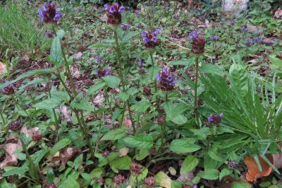 <i>Prunella vulgaris</i>