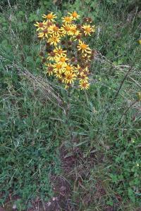 <i>Jacobaea vulgaris</i>