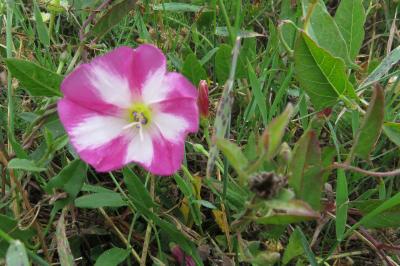 <i>Convolvulus arvensis</i>