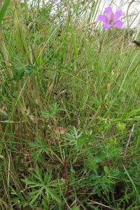 <i>Geranium columbinum</i>