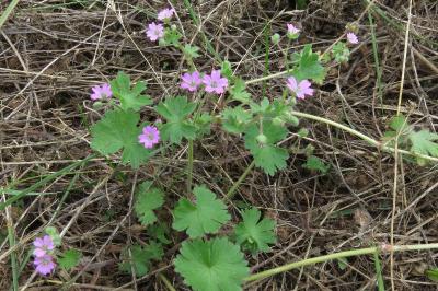 <i>Geranium molle</i>