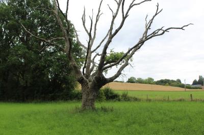 <i>Quercus petraea</i>