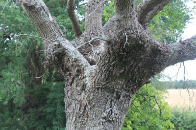 <i>Quercus petraea</i>