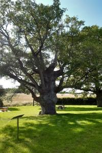 <i>Quercus robur</i>