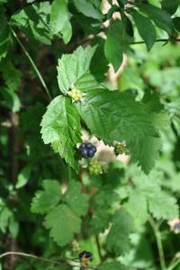 <i>Rubus caesius</i>