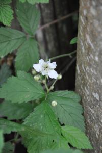 <i>Rubus caesius</i>