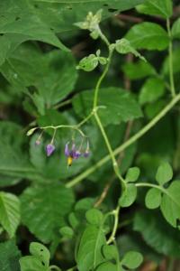 <i>Solanum dulcamara</i>