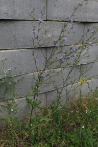 <i>Cichorium intybus</i>