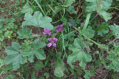 <i>Malva sylvestris</i>