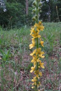 <i>Agrimonia eupatoria</i>