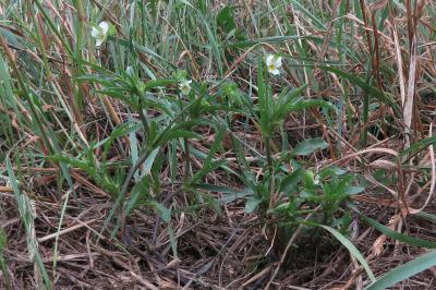 <i>Viola arvensis</i>