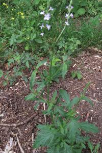 <i>Verbena officinalis</i>