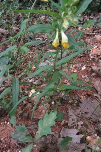 <i>Melampyrum pratense</i>