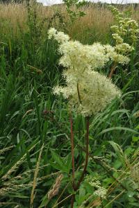 <i>Filipendula ulmaria</i>