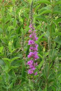 <i>Lythrum salicaria</i>