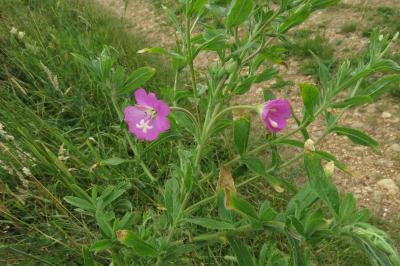<i>Epilobium hirsutum</i>