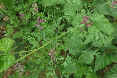 <i>Fumaria officinalis</i>