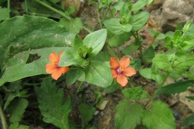 <i>Lysimachia arvensis</i>