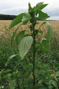 <i>Amaranthus hybridus</i>