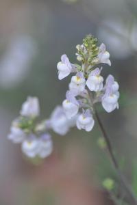 <i>Linaria repens</i>