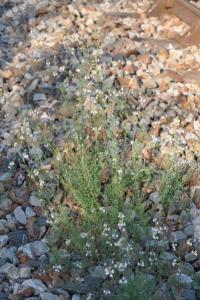 <i>Linaria repens</i>