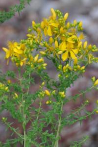 <i>Hypericum perforatum</i>