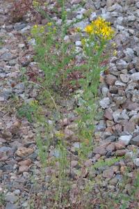 <i>Hypericum perforatum</i>