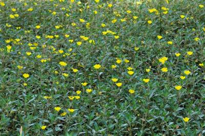 <i>Ludwigia peploides</i>
