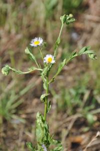 <i>Erigeron annuus</i>