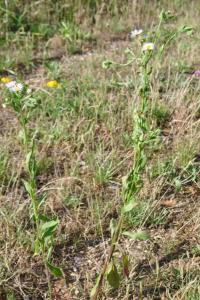 <i>Erigeron annuus</i>