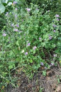 <i>Malva sylvestris</i>