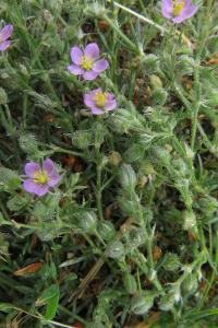 <i>Spergularia rubra</i>