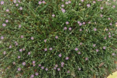 <i>Spergularia rubra</i>