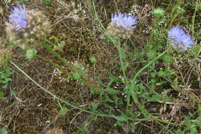 <i>Jasione montana</i>