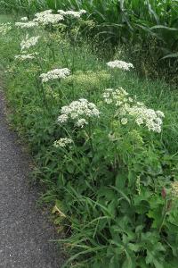 <i>Heracleum sphondylium</i>