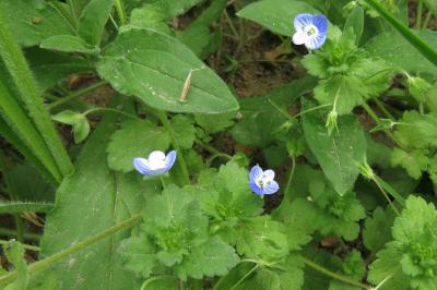 <i>Veronica persica</i>