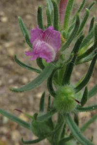 <i>Misopates orontium</i>