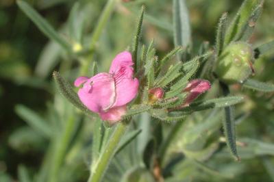 <i>Misopates orontium</i>