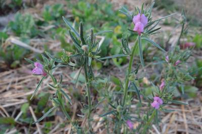 <i>Misopates orontium</i>