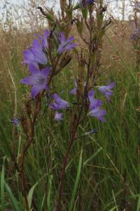 <i>Campanula rapunculus</i>