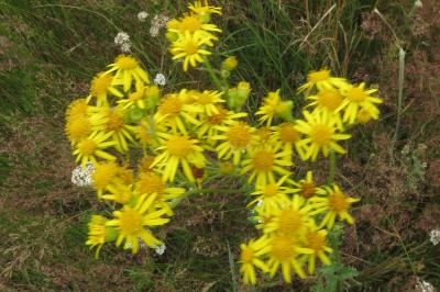 <i>Jacobaea vulgaris</i>